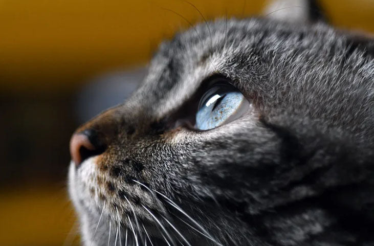 Do Cats Have Good Eyesight? Understanding Cat Eyes