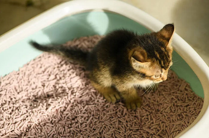 How to Prevent Cats from Sleeping in Litter Boxes?