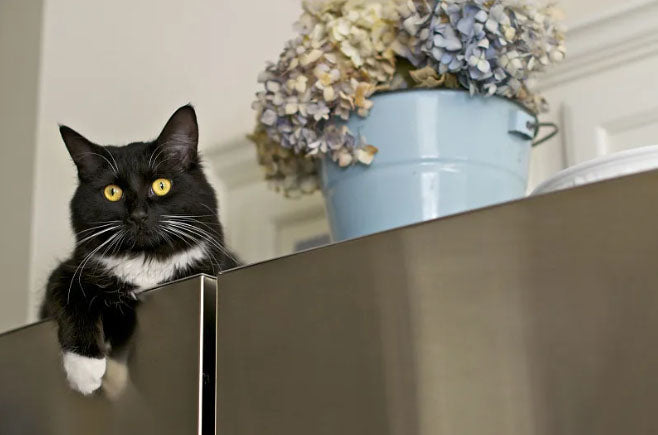 Why Do Cats Like High Places?