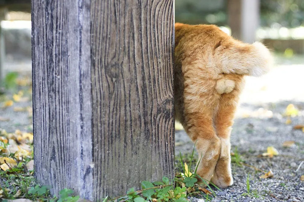 Why Do Neutered/Spayed Cats Get Fat?