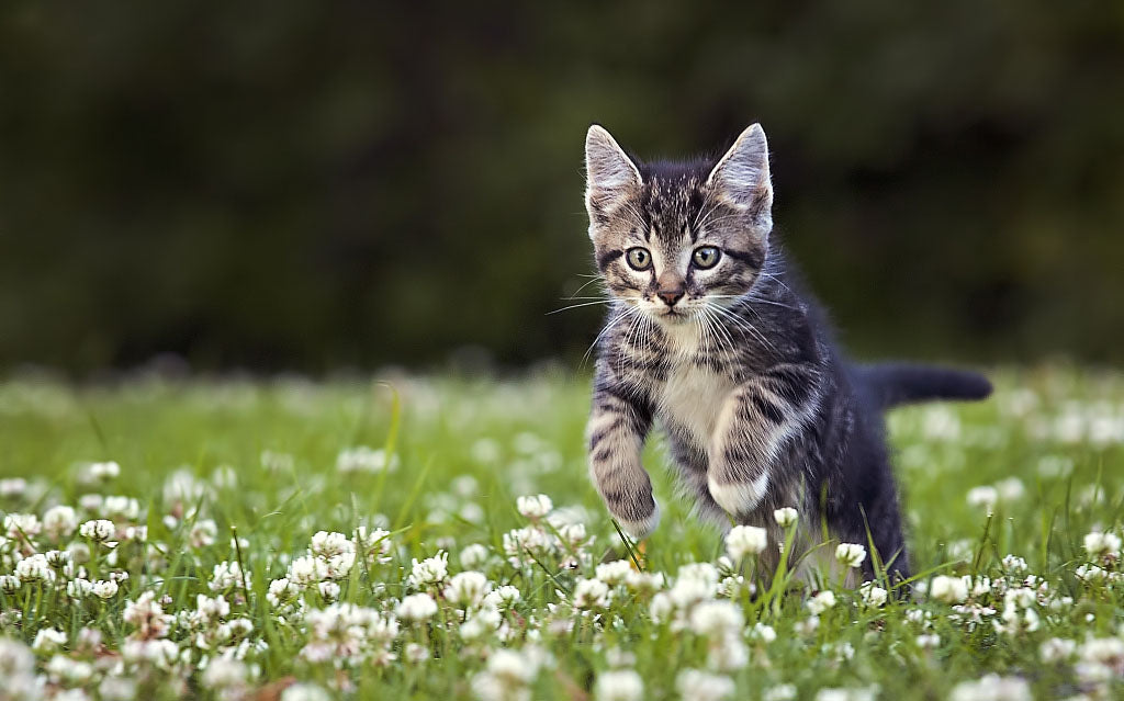 Common Flowers That Are Poisonous to Cats