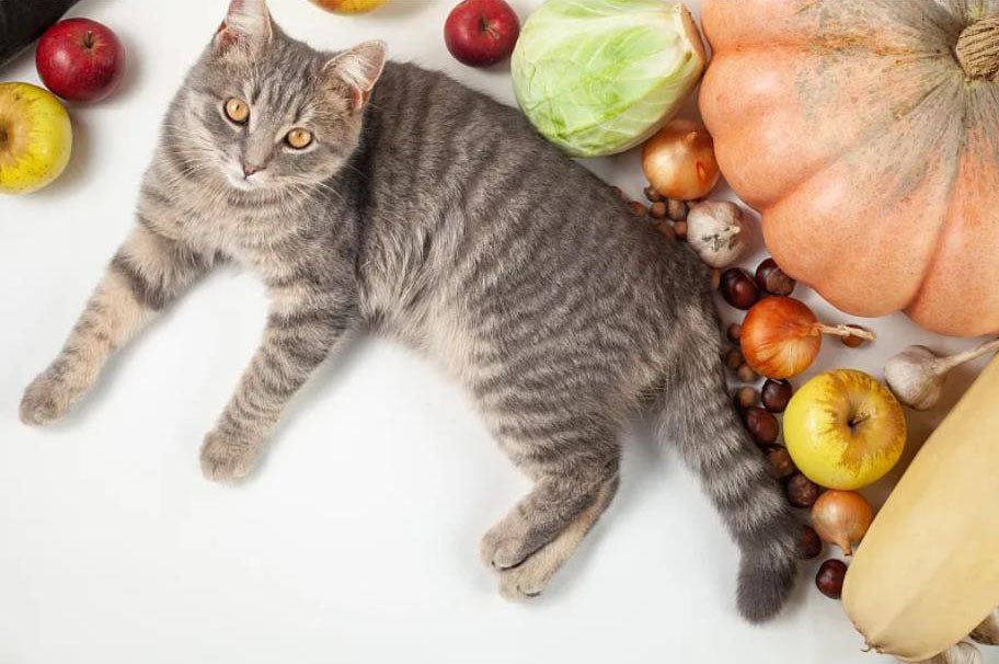 10 Human Foods Are Toxic to Cats - From A to Z