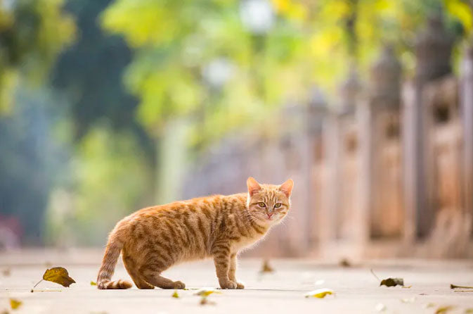 Is Your Cat a Healthy Size?