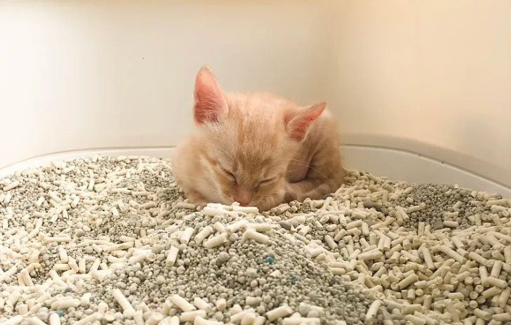 Why Do Cats Sleep in Litter Boxes?